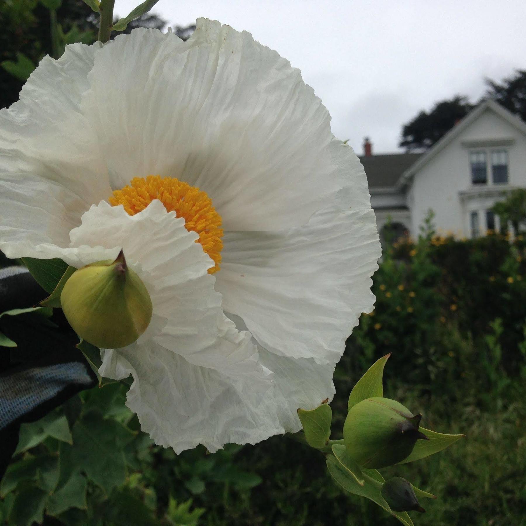 Joshua Grindle Inn Mendocino Bagian luar foto